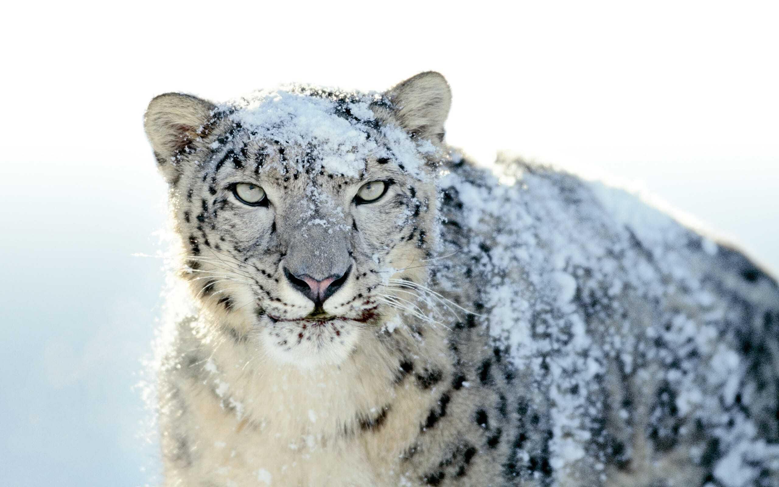 Mac Os X Snow Leopard Download